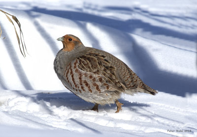 Grey Partridge backyard.jpg