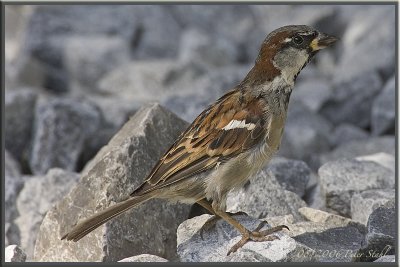 House Sparrow Male.jpg