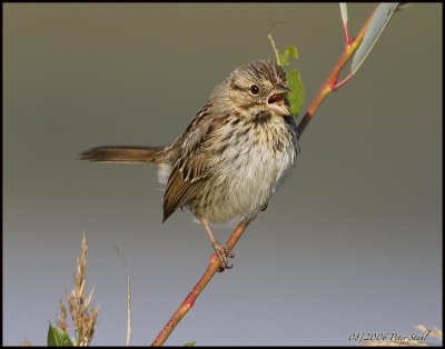 Lincoln sparrow .jpg