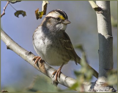 White Throated Sparrow.jpg