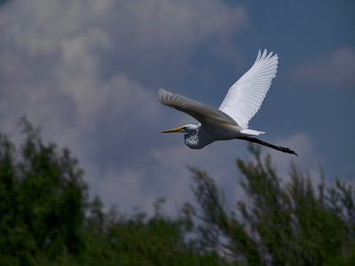 Egret in Flight lo rez.jpg