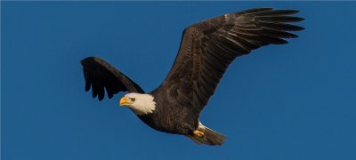 Bald Eagle 