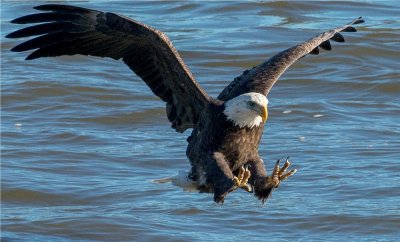 Bald Eagle 