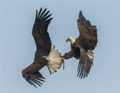 Bald Eagle