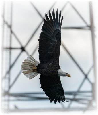 Bald Eagle 