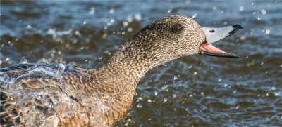 Female American Wigeon 