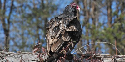 Turkey Vulture  