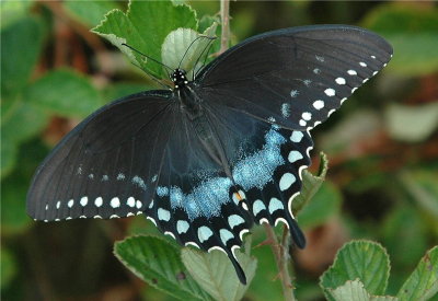 Spicebush Swallowtail.JPG
