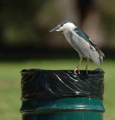 black_crowned_night_heron