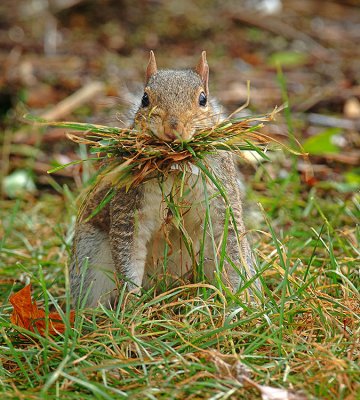 Squirrel gathering for her nest