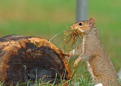 Squirrel gathering for her nest