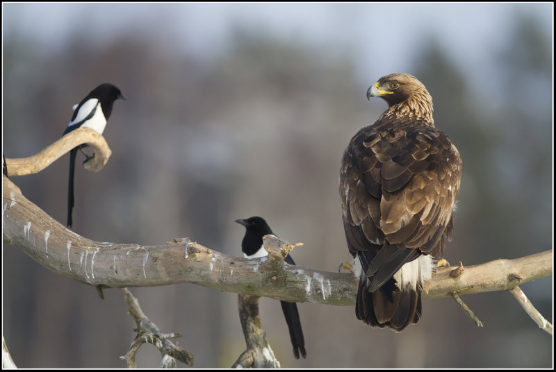 Golden Eagle (Aquila chrysaetos)