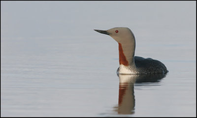 Smlom ((Gavia stellata)