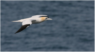 Gannet - Havssula (Sula bassana) 