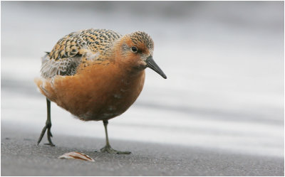 Knot - Kustsnppa (Calidris canutus)