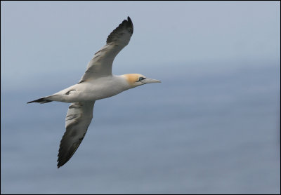 Gannet - Havssula (Sula bassana)