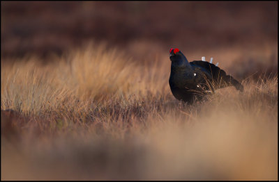 Black grouse (Tetrao tetrix)
