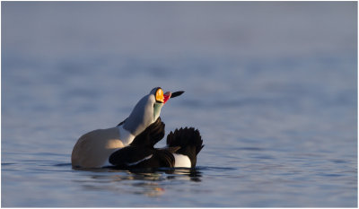 King Eider (Somateria spectabilis)