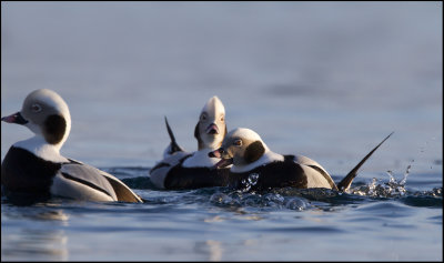 Long-tailed Duck (Clangula hyemalis)