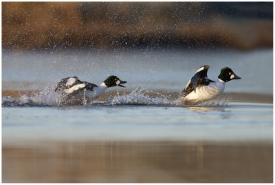 Common Goldeneye (Bucephala clangula)