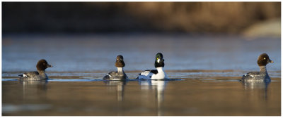 Common Goldeneye (Bucephala clangula)