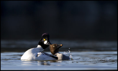 Common Goldeneye (Bucephala clangula)