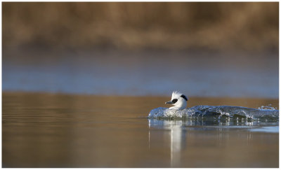 Smew (Mergus albellus)