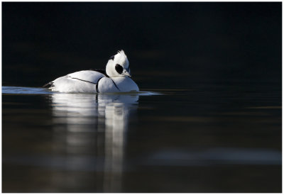 Smew (Mergus albellus)