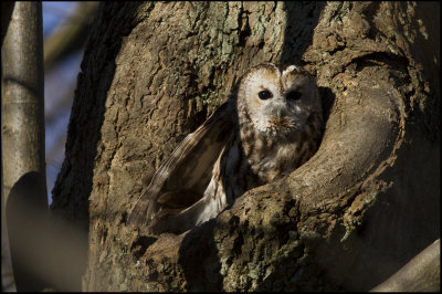 Tawny owl (Strix aluco)