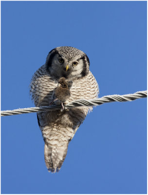 Hawk owl (Surnia ulula)