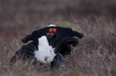 Black grouse (Tetrao tetrix)
