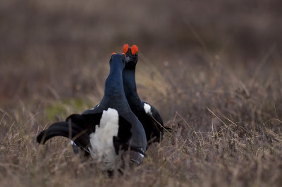 Black grouse (Tetrao tetrix)