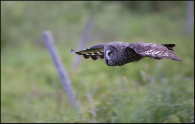 Great grey owl (Strix nebulosa)