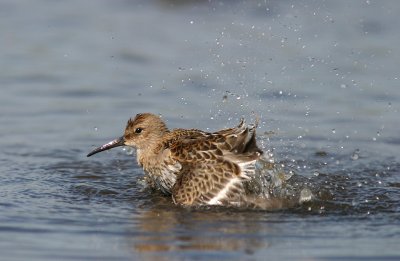 Dunlin (Calidris alpina)