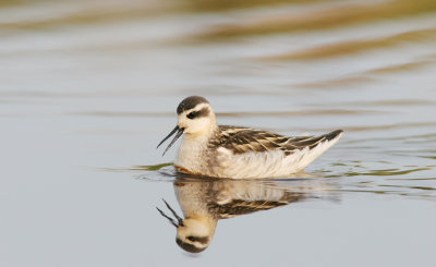 Juvenile Red necked phalarope (Phalaropus lobatus)