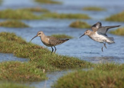 Curlew sandpiper (Calidris ferruginea)