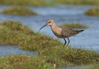 Curlew sandpiper (Calidris ferruginea)