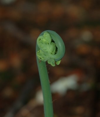 DSC_1226 crop 800.JPG
