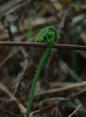 DSC_1232 crop 800.JPG