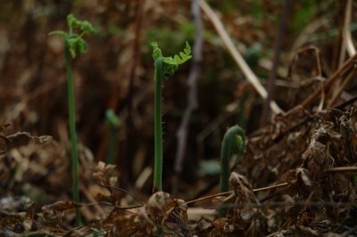 DSC_1234 1000.JPG