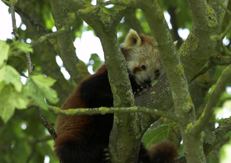 Red Panda