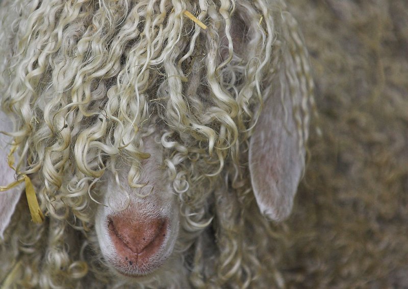 Mohair