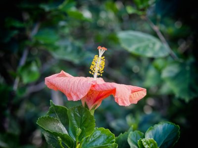 Botanical Gardens and Flora