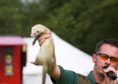 Ferret racing .. and the winner is