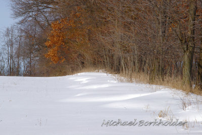 Hedgerow0657