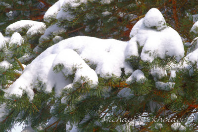 PineSnow0588