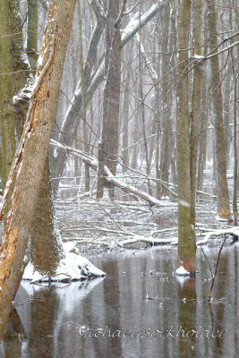 SwampSnow0580