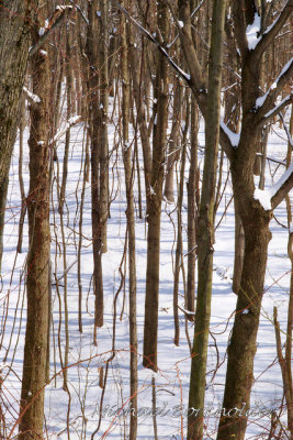 WinterTrees0607