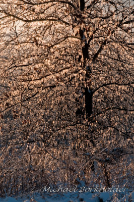 IceyTree5574