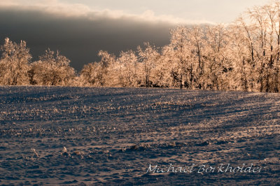 IceyHedge5576